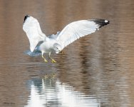 GullLanding-520.jpg
