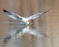 GullLanding-521.jpg