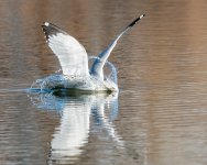 GullLanding-522.jpg