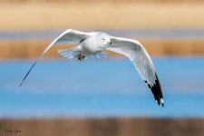GullFlight-511.jpg