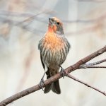 HouseFinch-512.jpg