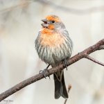 HouseFinch-513.jpg