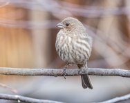 HouseFinch-514.jpg