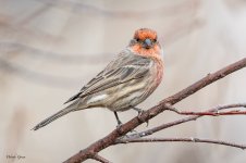 HouseFinch-515.jpg