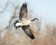 GooseFlight-518.jpg
