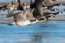 GooseFlightline-518.jpg