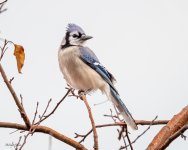 Bluejay-511.jpg