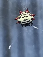 Spiny Backed Orb Weaver.JPG