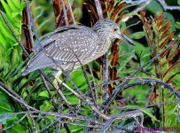 DSC_8272_001.JPG
