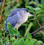 DSC_8294_001.JPG