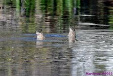 DSC_8374_001.JPG
