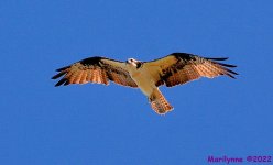 DSC_9744_001.JPG