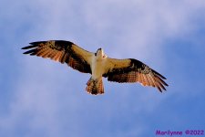DSC_9747_001.JPG