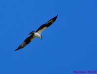 DSC_9751_001.JPG