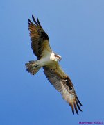 DSC_9759_001.JPG
