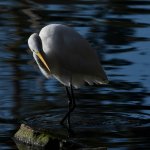 Egret.jpg