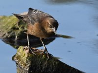 Grackle2.jpg