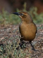 Grackle9.jpg