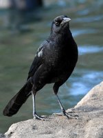 Grackle15.jpg