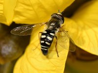 Hoverfly.jpg