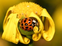 Ladybug.jpg