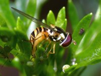 Hoverfly3.jpg