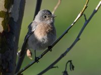 Bluebird2.jpg