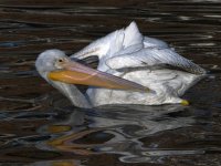 Pelican9.jpg