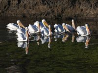 Pelican4.jpg
