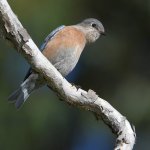 Bluebird3.jpg