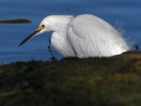 Egret2.jpg