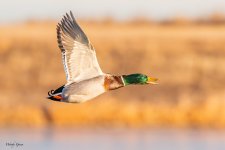 MallardFlight-525.jpg