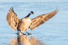 GooseIce-525.jpg