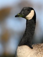 Goose.jpg