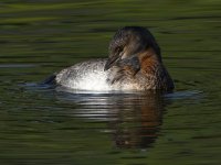 Grebe4.jpg