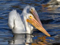 Pelican.jpg
