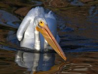 Pelican2.jpg