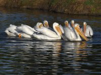 Pelican4.jpg