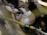 Hummer.jpg