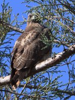 Hawk.jpg
