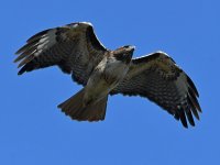 Hawk5.jpg