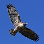 Hawk3.jpg