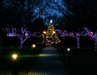 Tree 1 (1 of 1).jpg