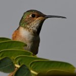 Hummer2.jpg