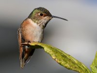 Hummer6.jpg