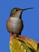 Hummer11.jpg