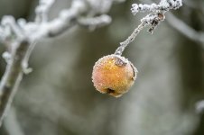Frozen fruit2.jpg