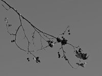 BranchBW.jpg