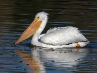 Pelican2.jpg
