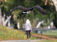 Goose.jpg